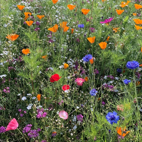 Meet your Posher, Brenna - Picture 3 of 12